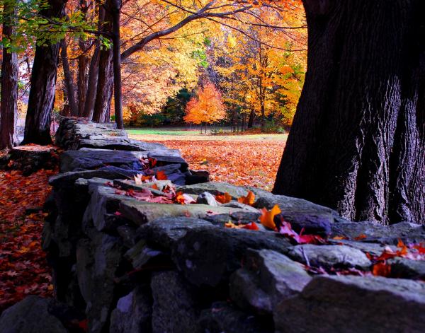 Image for event: Discovering New England Stone Walls