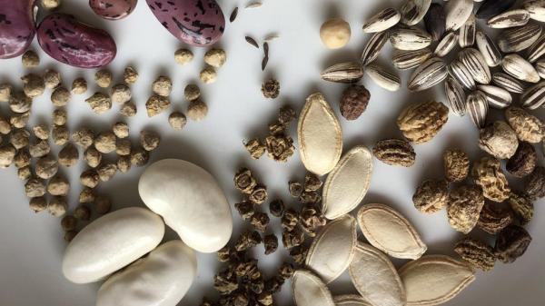 Image for event: Seed Saving Education Session 