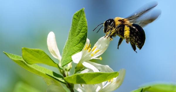 Image for event: Native insects, pollinators and beneficials
